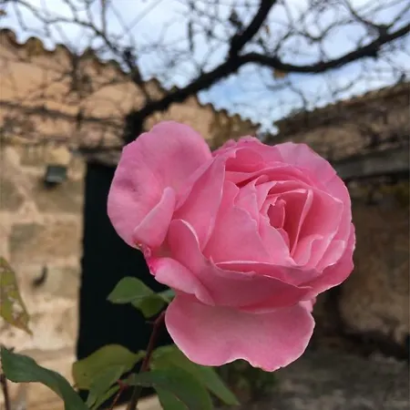 Can Bisbal Finca Am Meer * Pollença